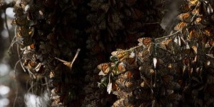 In this Jan. 4, 2015 file photo, a kaleidoscope of Monarch butterflies cling to tree branches, in the Piedra Herrada sanctuary, near Valle de Bravo, Mexico. 