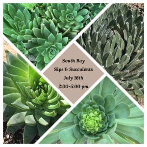 South Bay succulents event